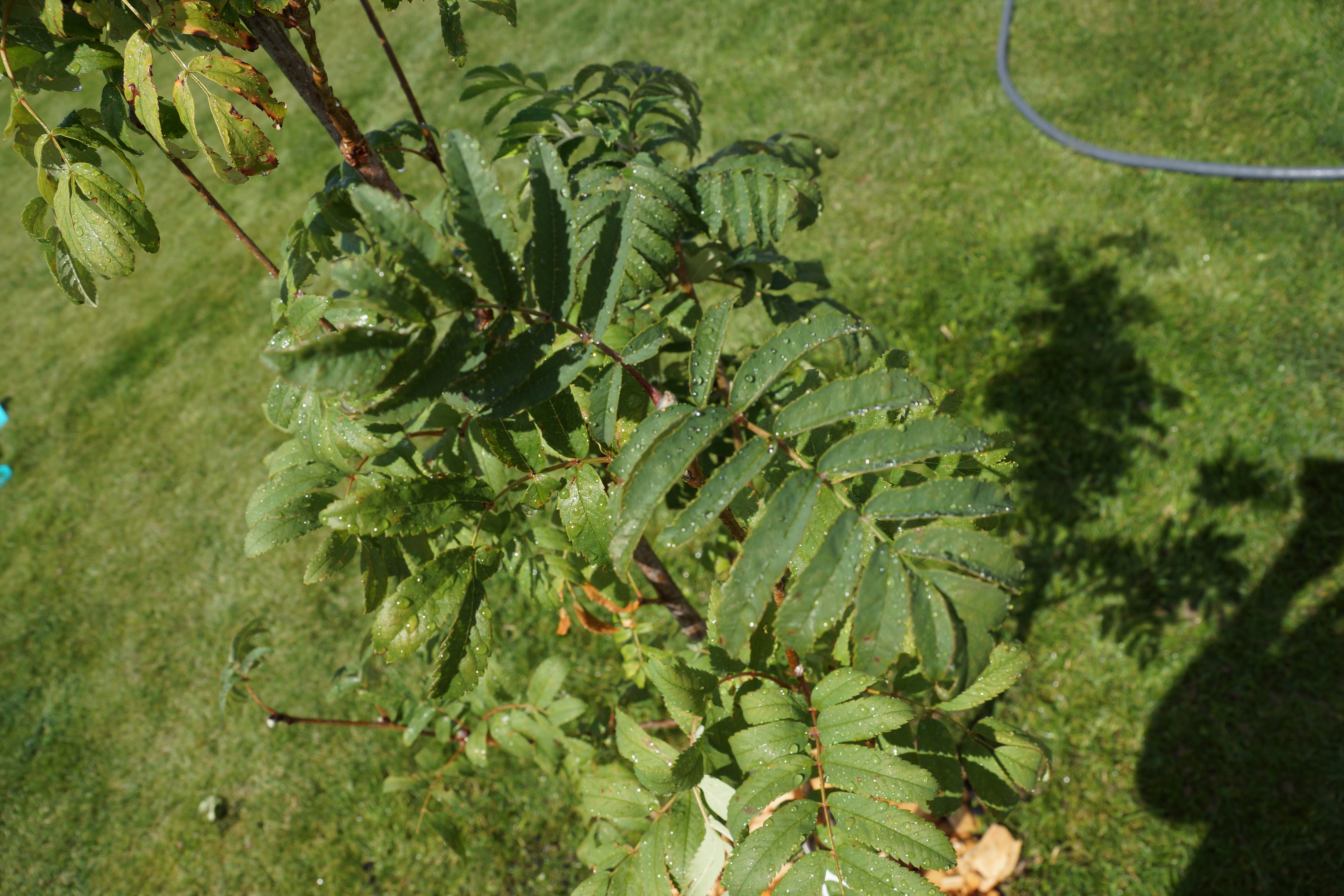 Planting a Rowan Tree – Trees in the North